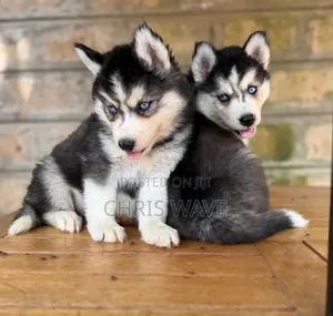 1-3 months Male Purebred Siberian Husky
