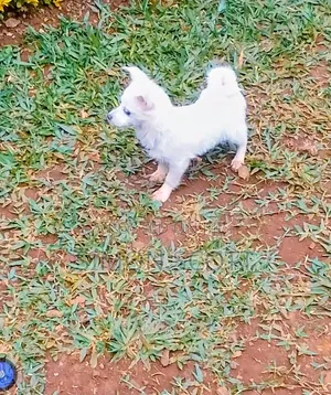 1-3 months Female Purebred Jack Russell Terrier