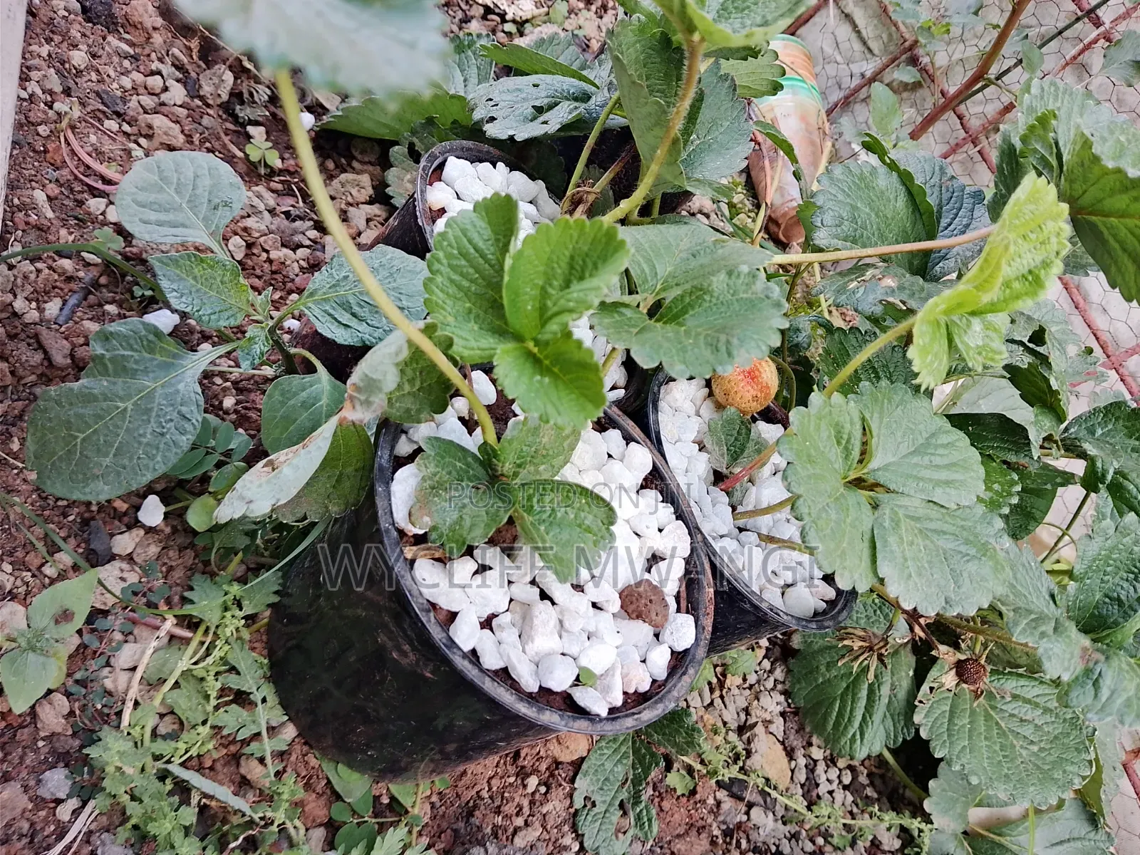 Strawberry Splits Seedlings