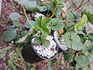 Strawberry Splits Seedlings