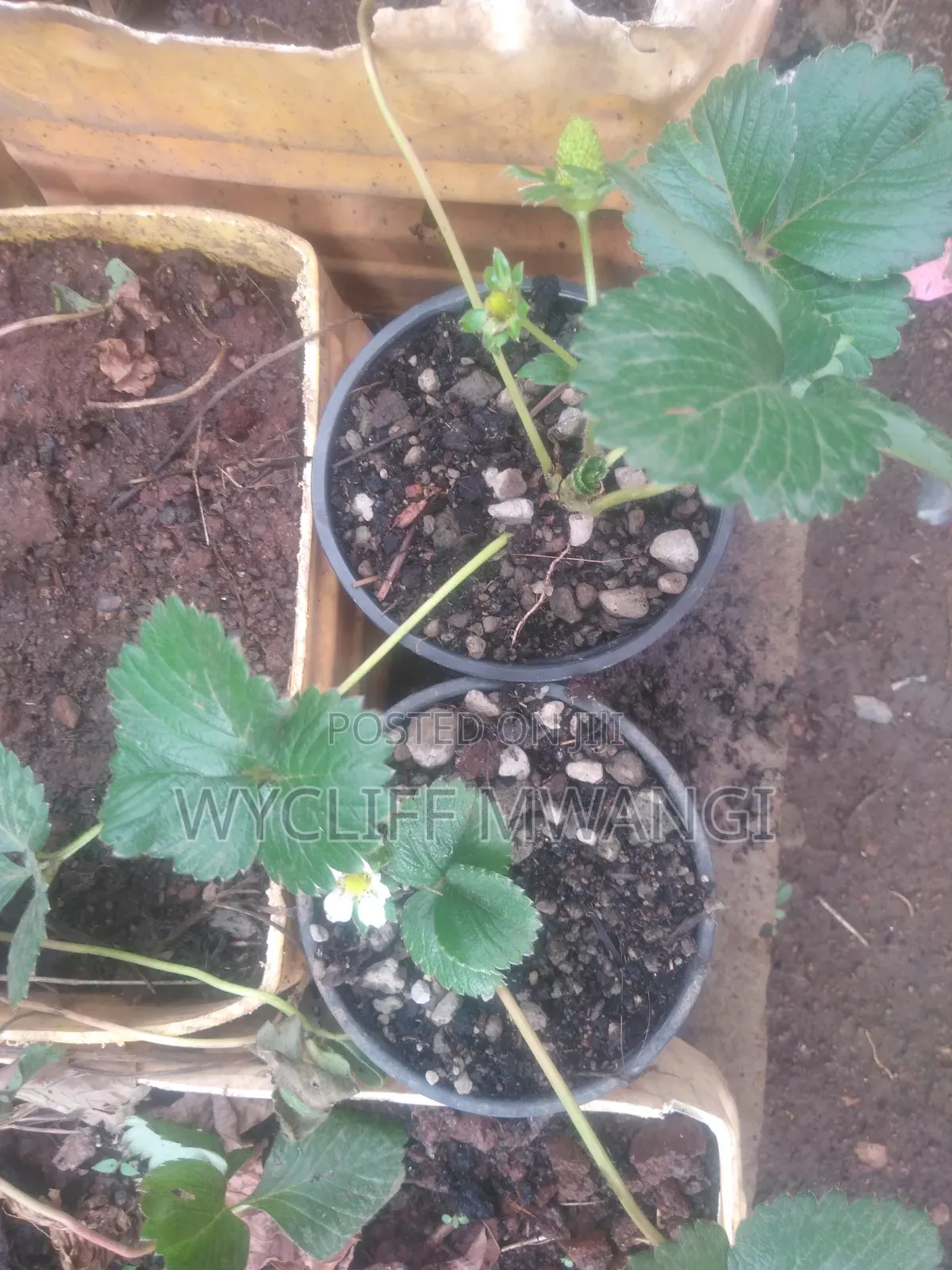 Strawberry Splits Seedlings