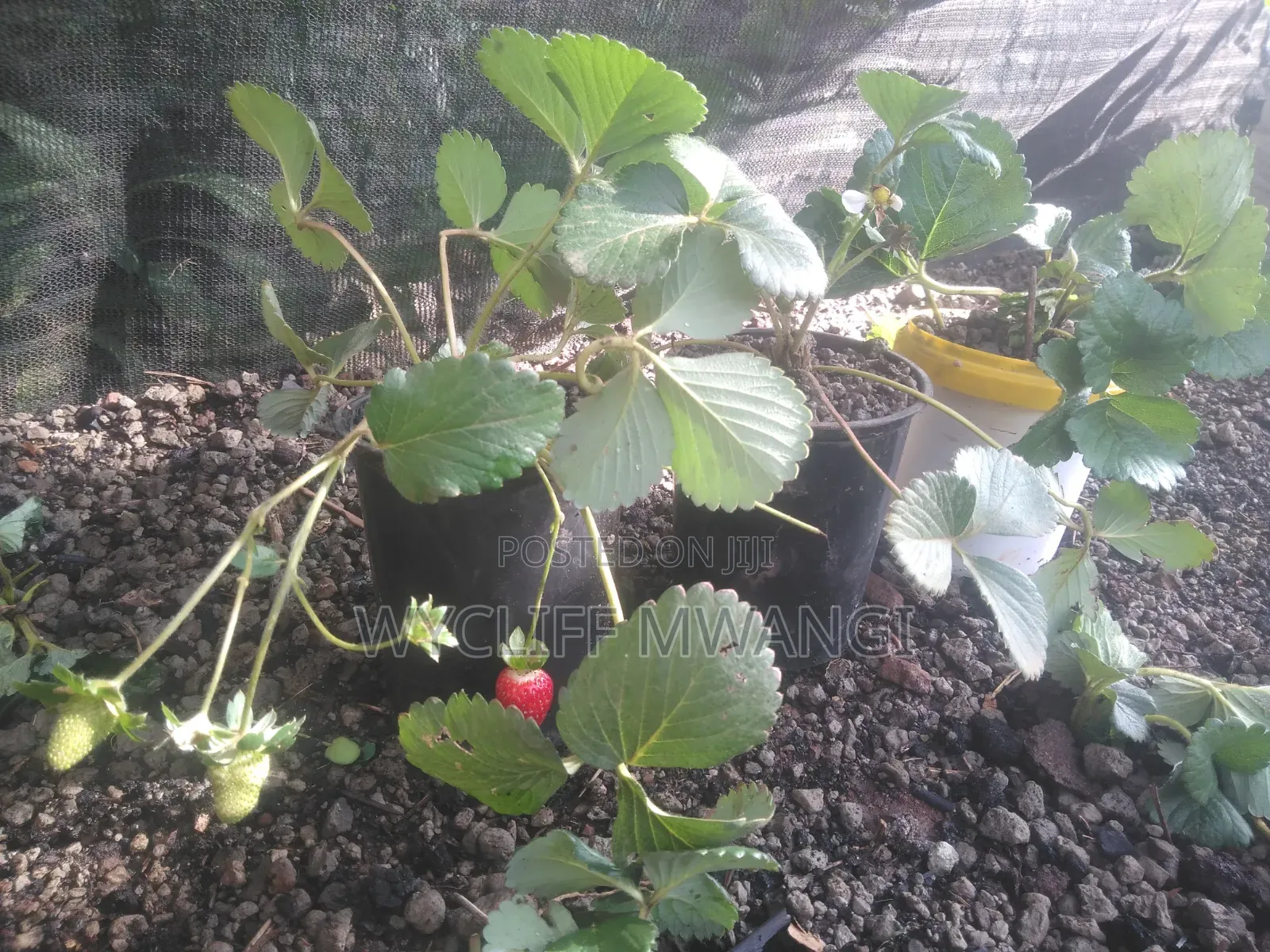 Strawberry Splits Seedlings