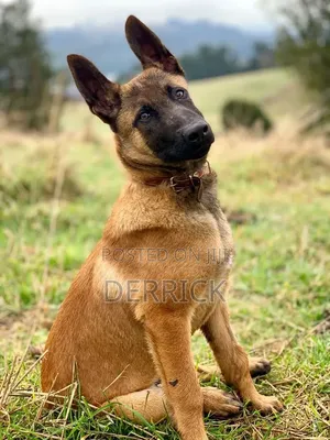 6-12 months Male Purebred Belgian Malinois