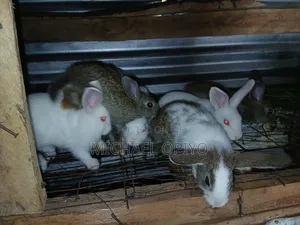 Rabbit Sales