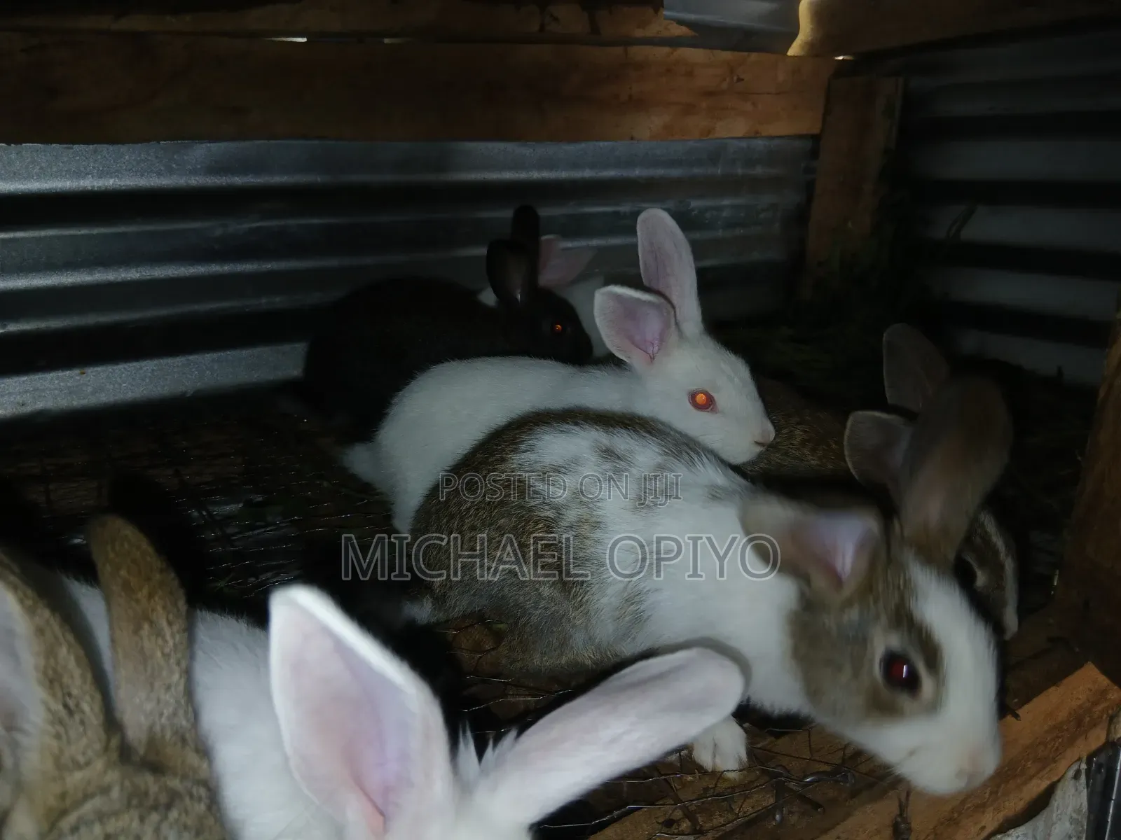 Rabbit Sales