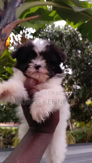 1-3 months Male Purebred Havanese
