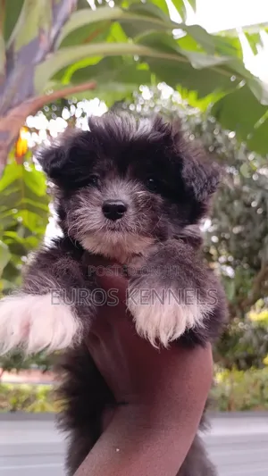 1-3 months Male Purebred Havanese
