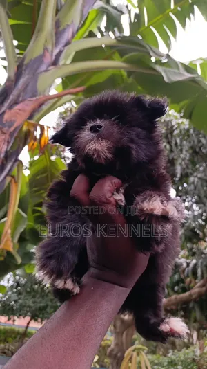 1-3 months Female Purebred Havanese