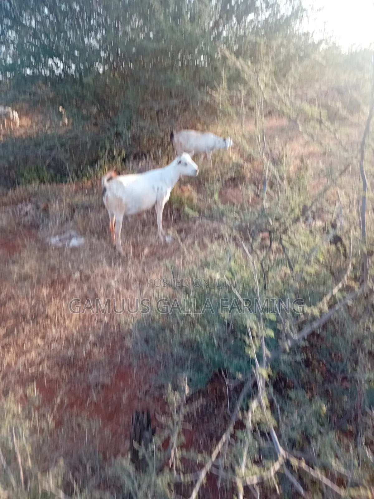 Alinurki Galla Goats