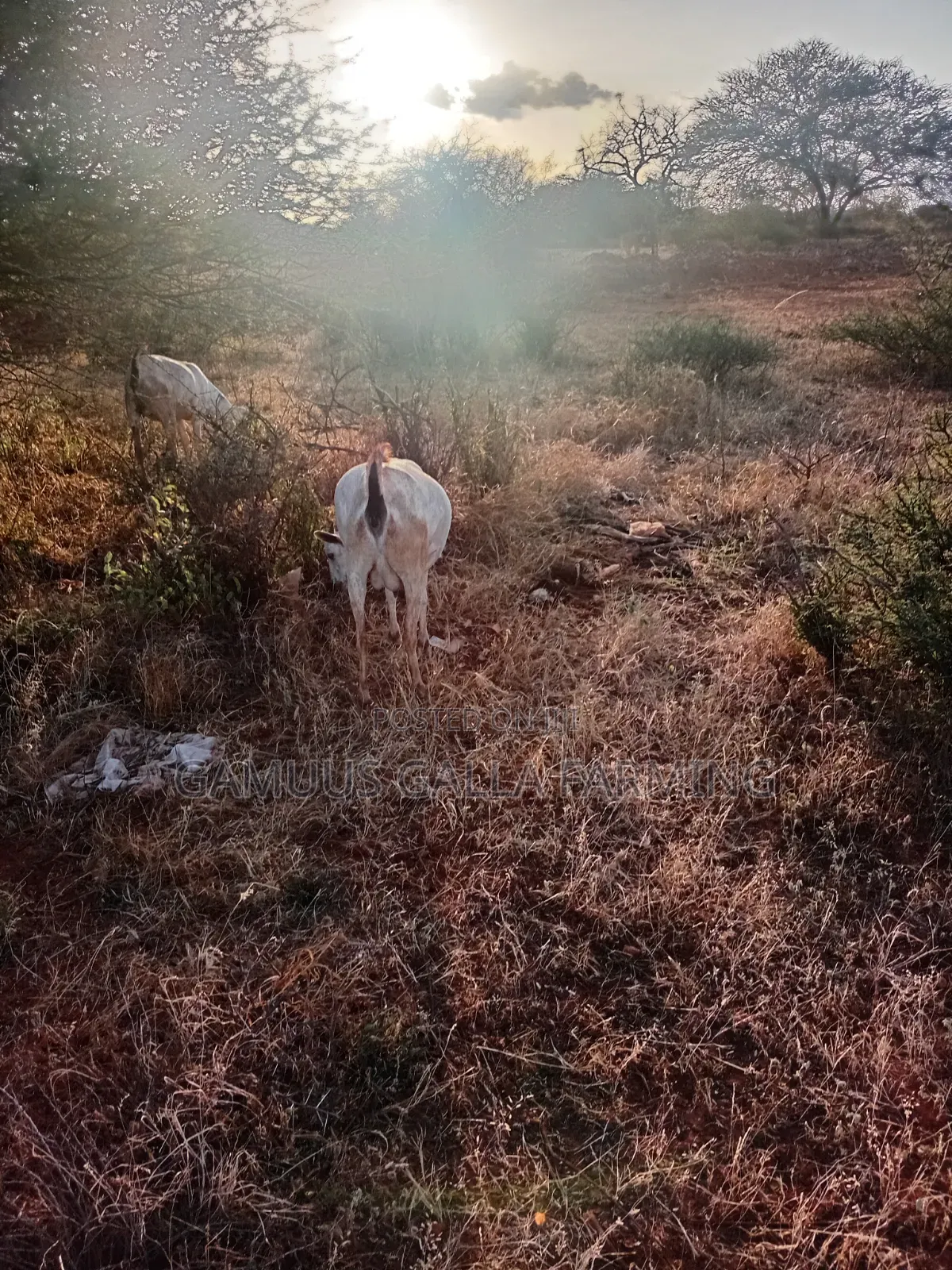 Alinurki Galla Goats