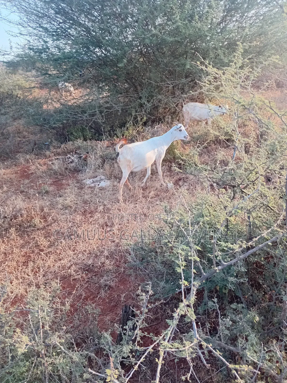 Alinurki Galla Goats