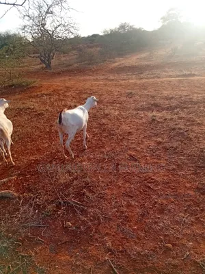 Sheeps and Galla Goats