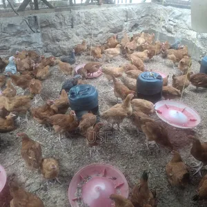 Chicken Fo Sale