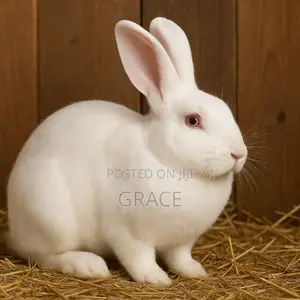Female Rabbits on Quick Sale
