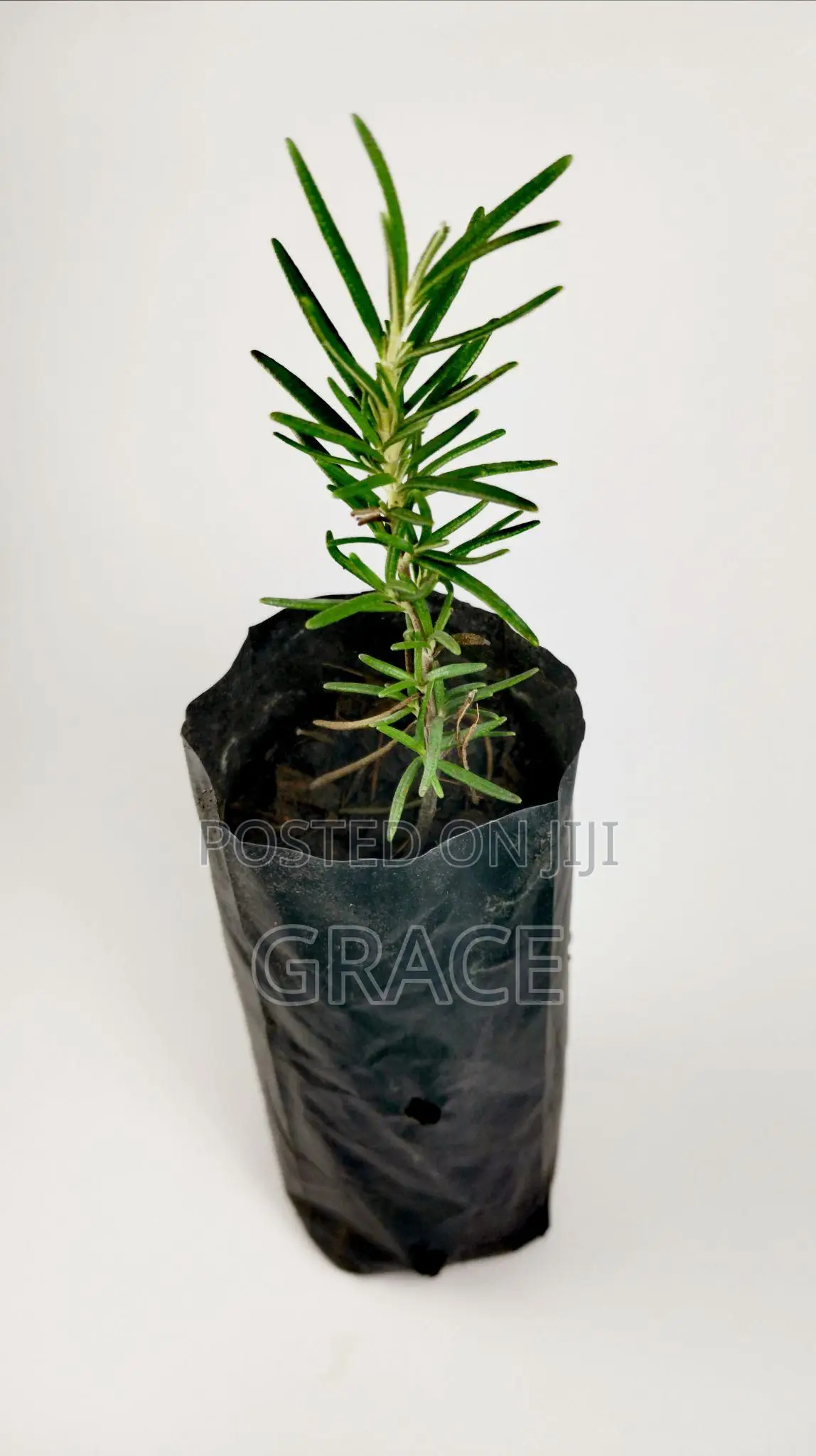 Rosemary Seedlings