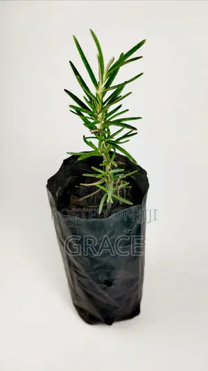 Rosemary Seedlings