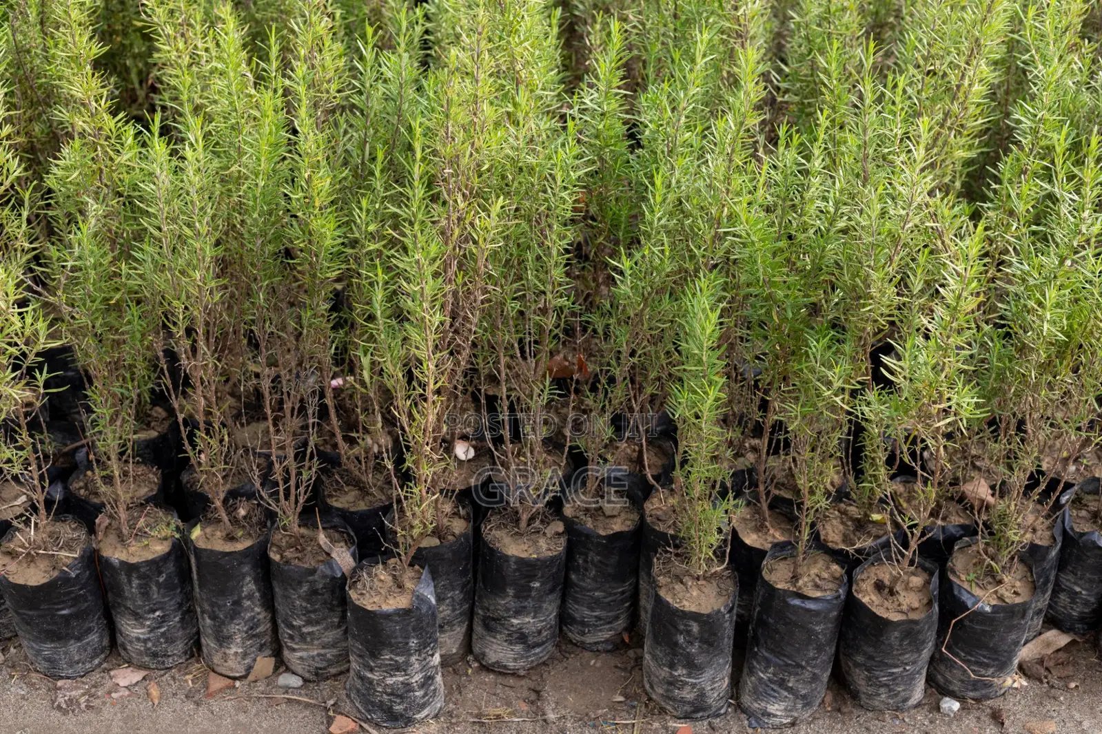 Rosemary Seedlings