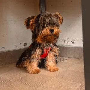 1-3 months Male Purebred Yorkshire Terrier