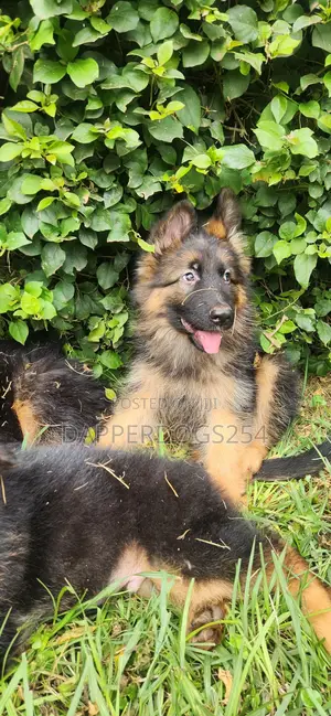 1-3 months Male Purebred German Shepherd