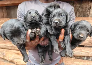 1-3 months Male Purebred Labrador Retriever