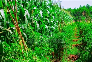 Faraja Gardens Makutano Mwea