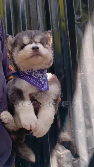 1-3 months Male Purebred Siberian Husky