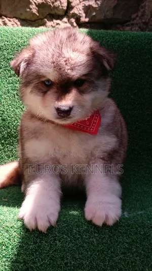 1-3 months Male Purebred Siberian Husky