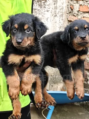 1-3 months Male Purebred Rottweiler