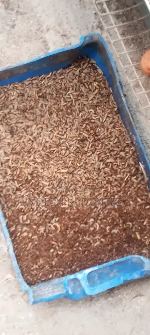 Black Soldier Fly Larvae (Bsfs) Larvae