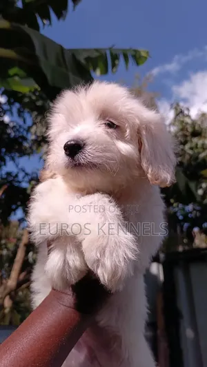 1-3 months Female Purebred Maltipoo