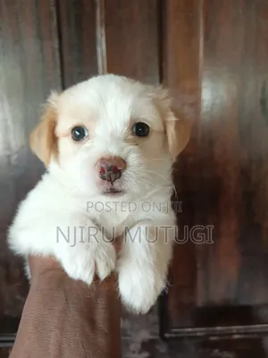 1-3 months Female Mixed Breed Maltese