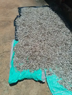Fresh Omena