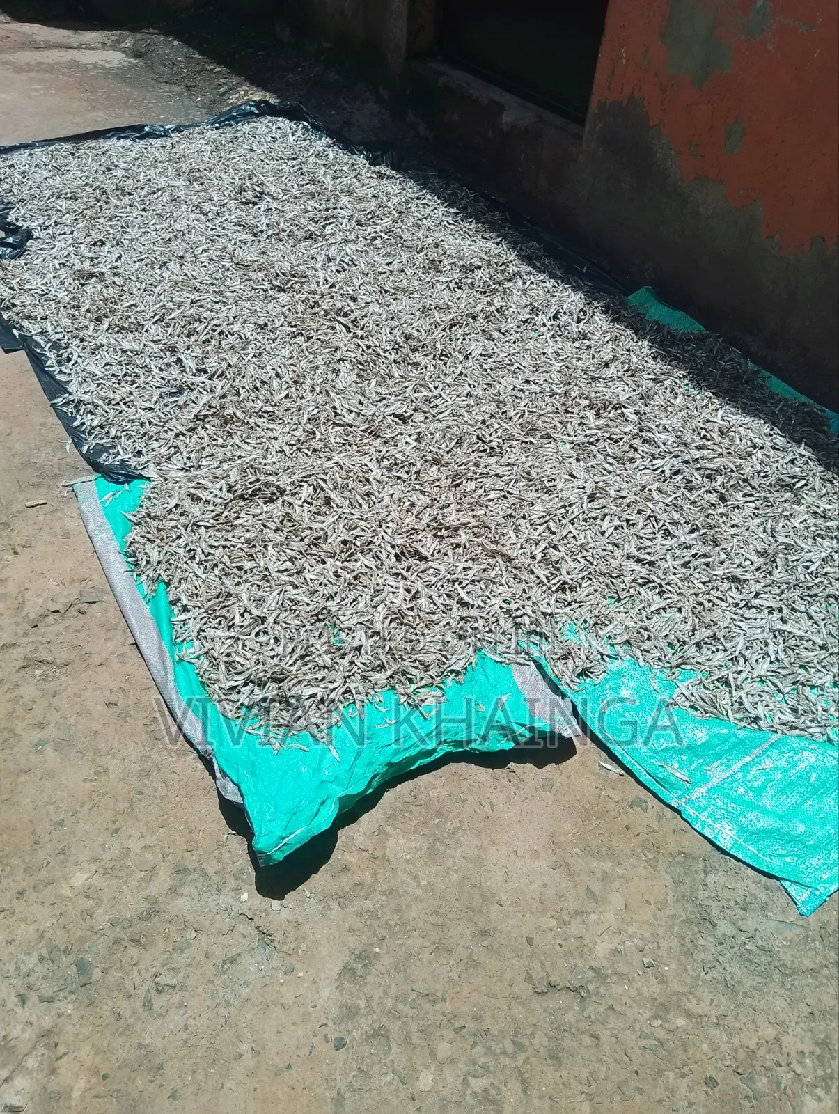 Fresh Omena