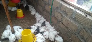 Broiler Chicken