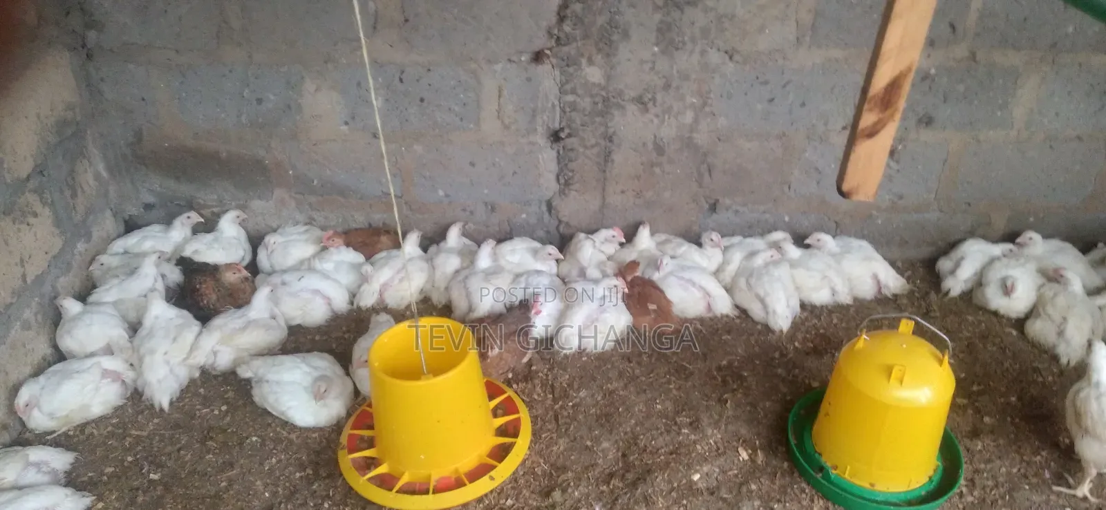 Broiler Chicken