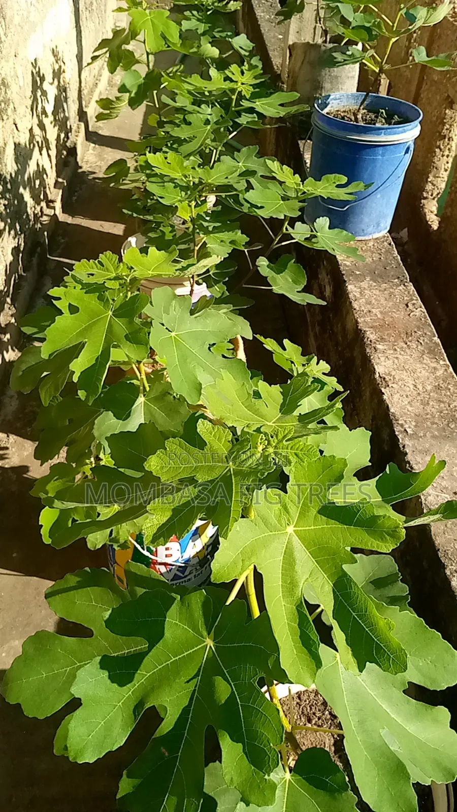 Fig Trees With Fruits