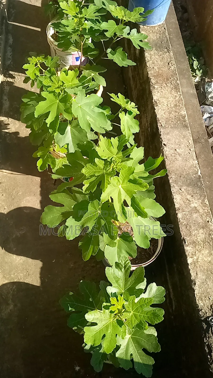 Fig Trees With Fruits
