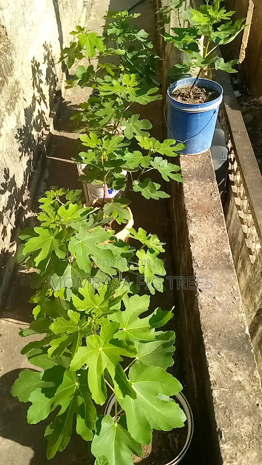 Fig Trees With Fruits