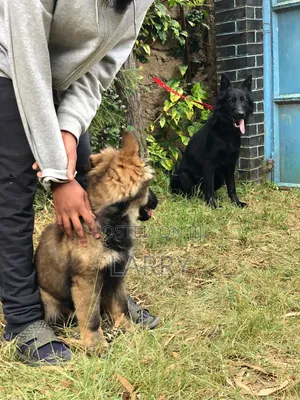 1-3 months Male Purebred German Shepherd