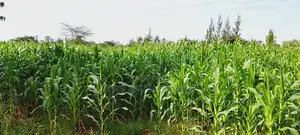 Agricultural Land for Sale