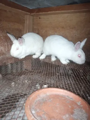 Rabbits for Sale
