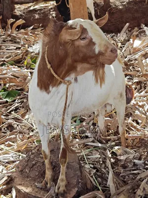 Mature Active He Goat Buck for Breeding