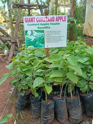 Giant Custard Apple Seedlings