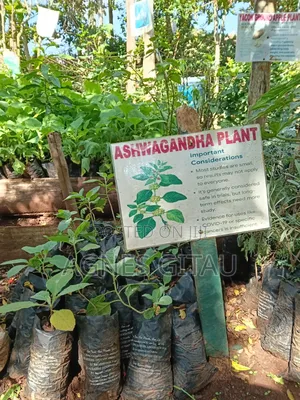 Ashwagandha Seedlings Available
