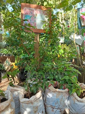 Brazilian Cherry Seedlings