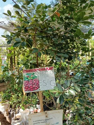 Red Strawberry Guava Seedlings