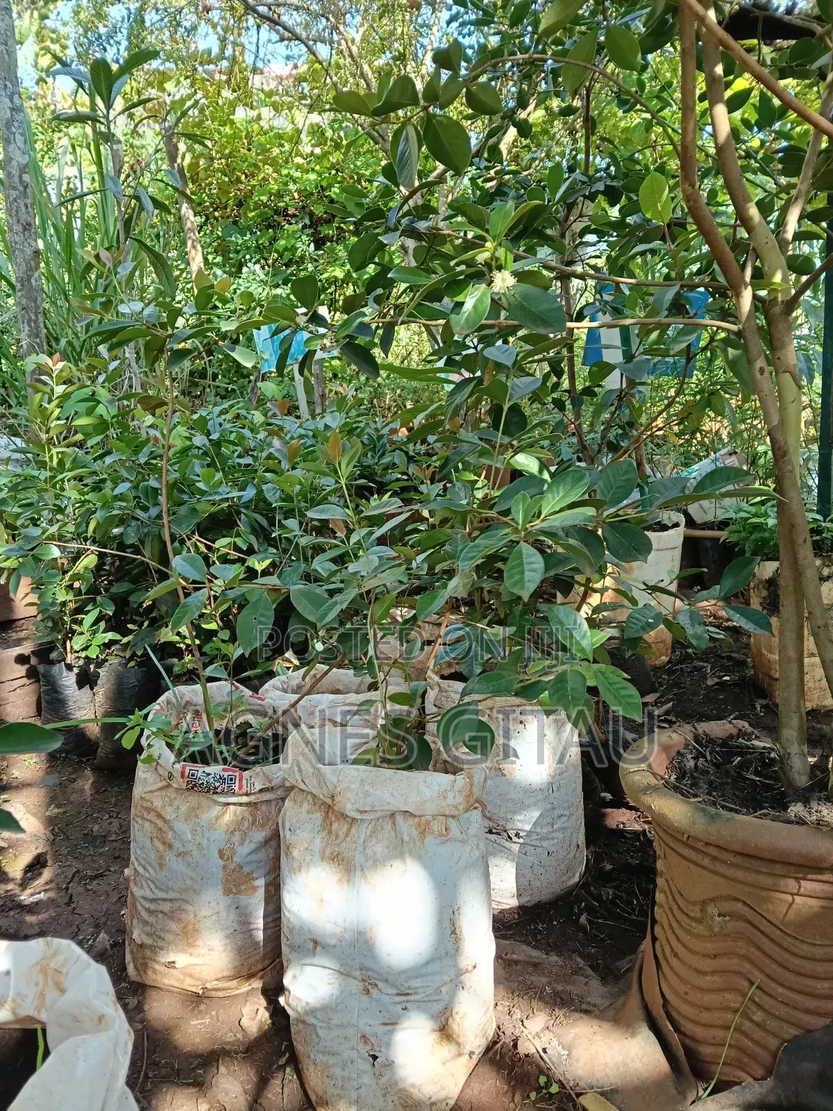 Red Strawberry Guava Seedlings