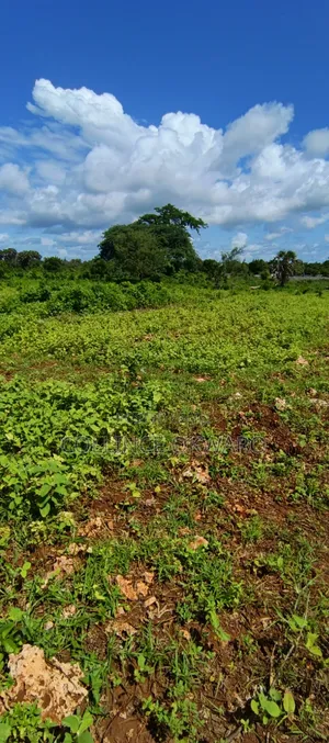 Galu Diani