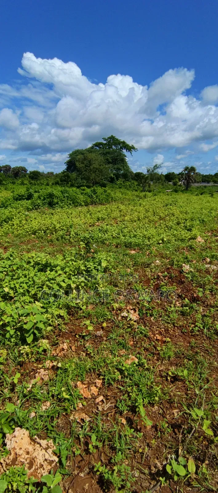 Galu Diani