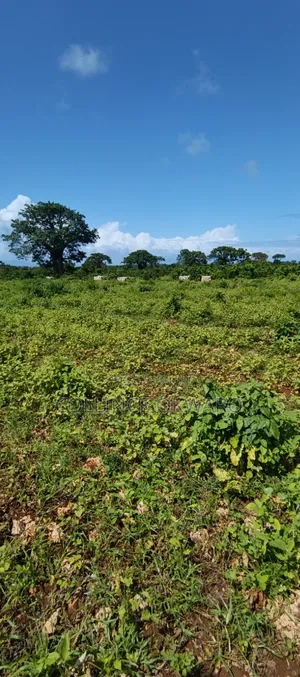 Galu Diani
